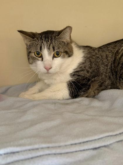 Enlarge Rainstick, a ADOPTABLE mixed breed in DeKalb, IL image 2/3