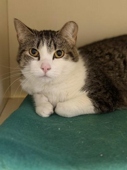 Enlarge Rainstick, a ADOPTABLE mixed breed in DeKalb, IL image 1/3