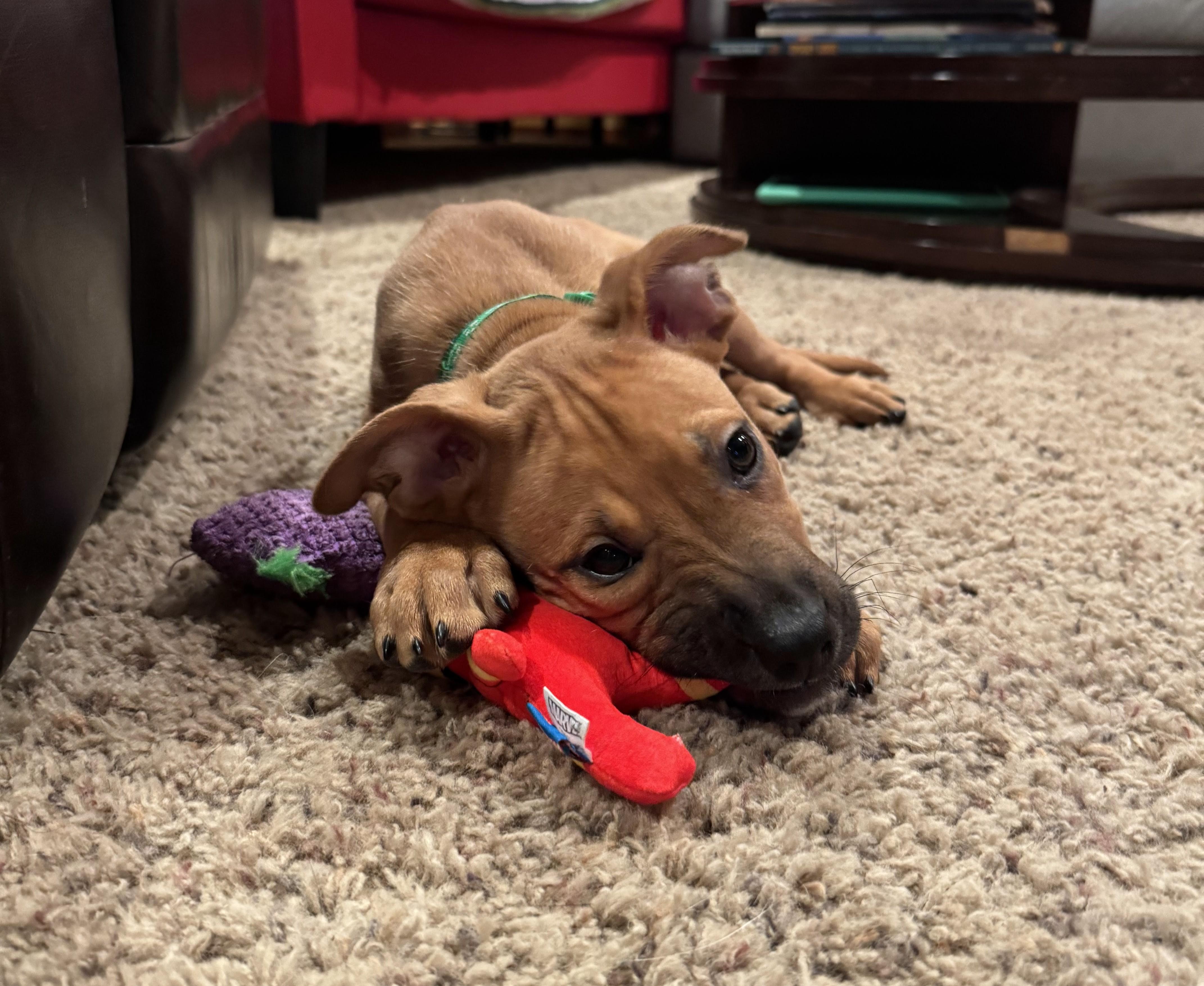 Glitter, ADOPTABLE, Puppy Female Pit Bull Terrier.