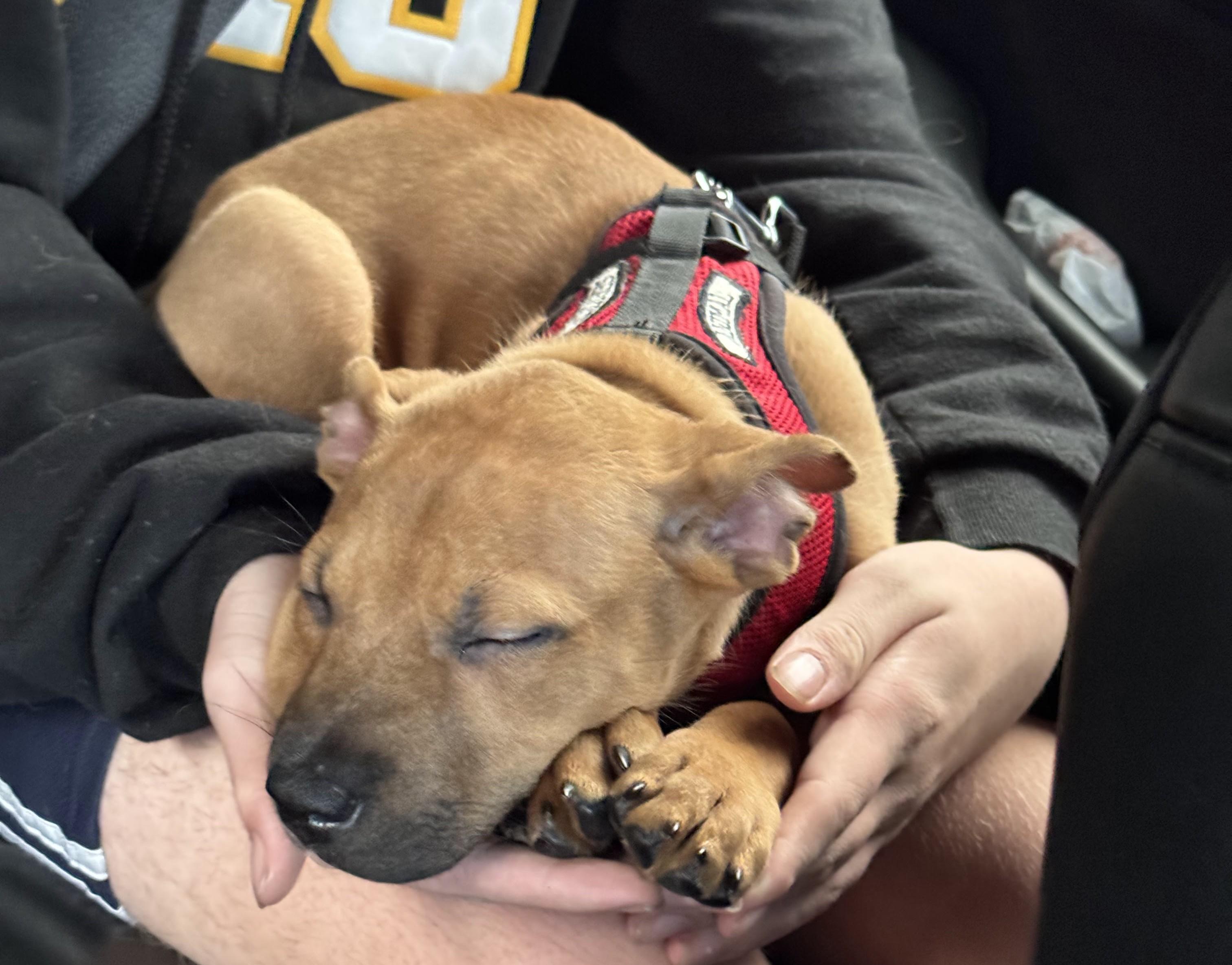 Glitter, a ADOPTABLE mixed breed in Seattle, WA image 2/3