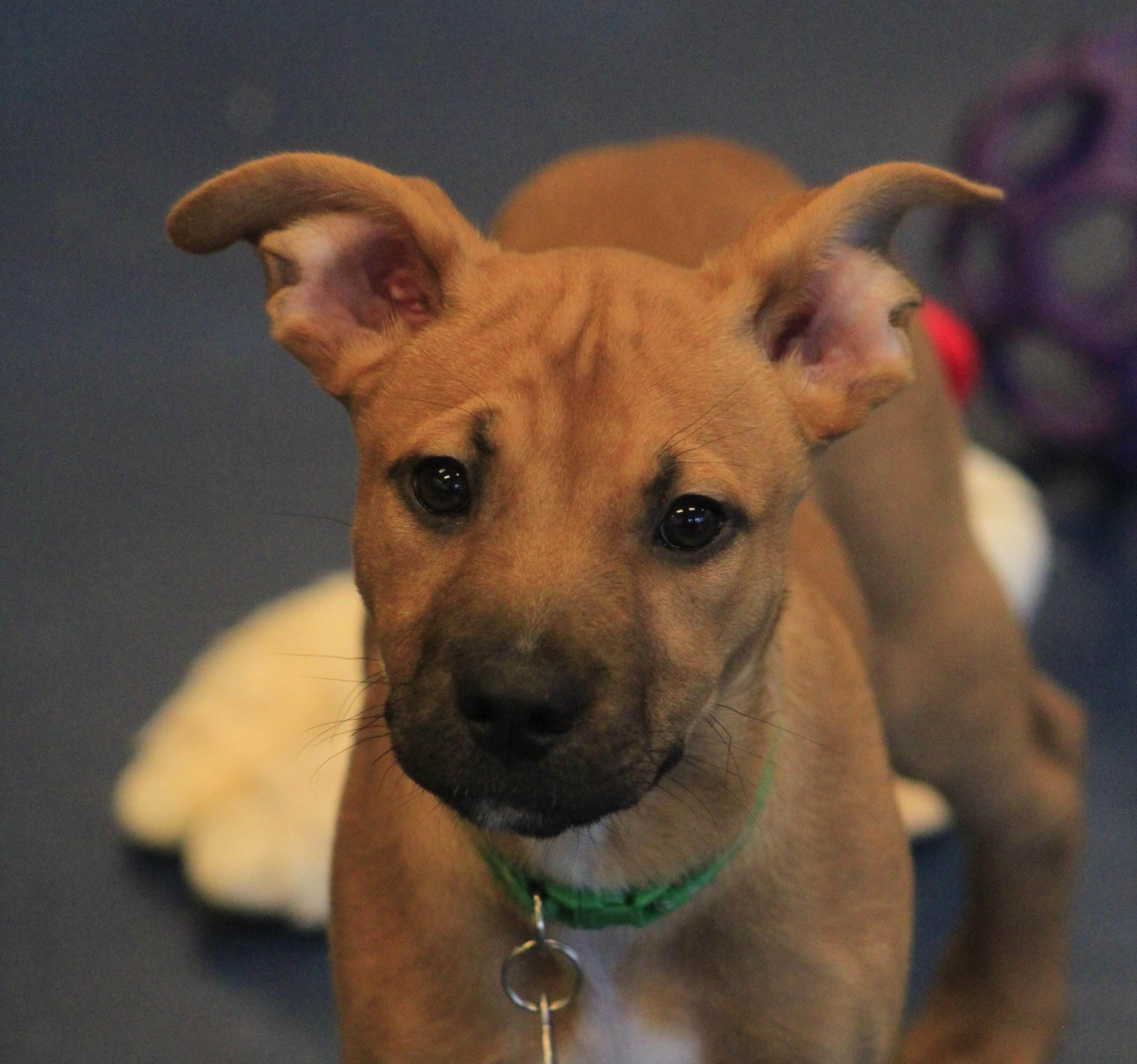 Glitter, ADOPTABLE, Puppy Female Pit Bull Terrier.