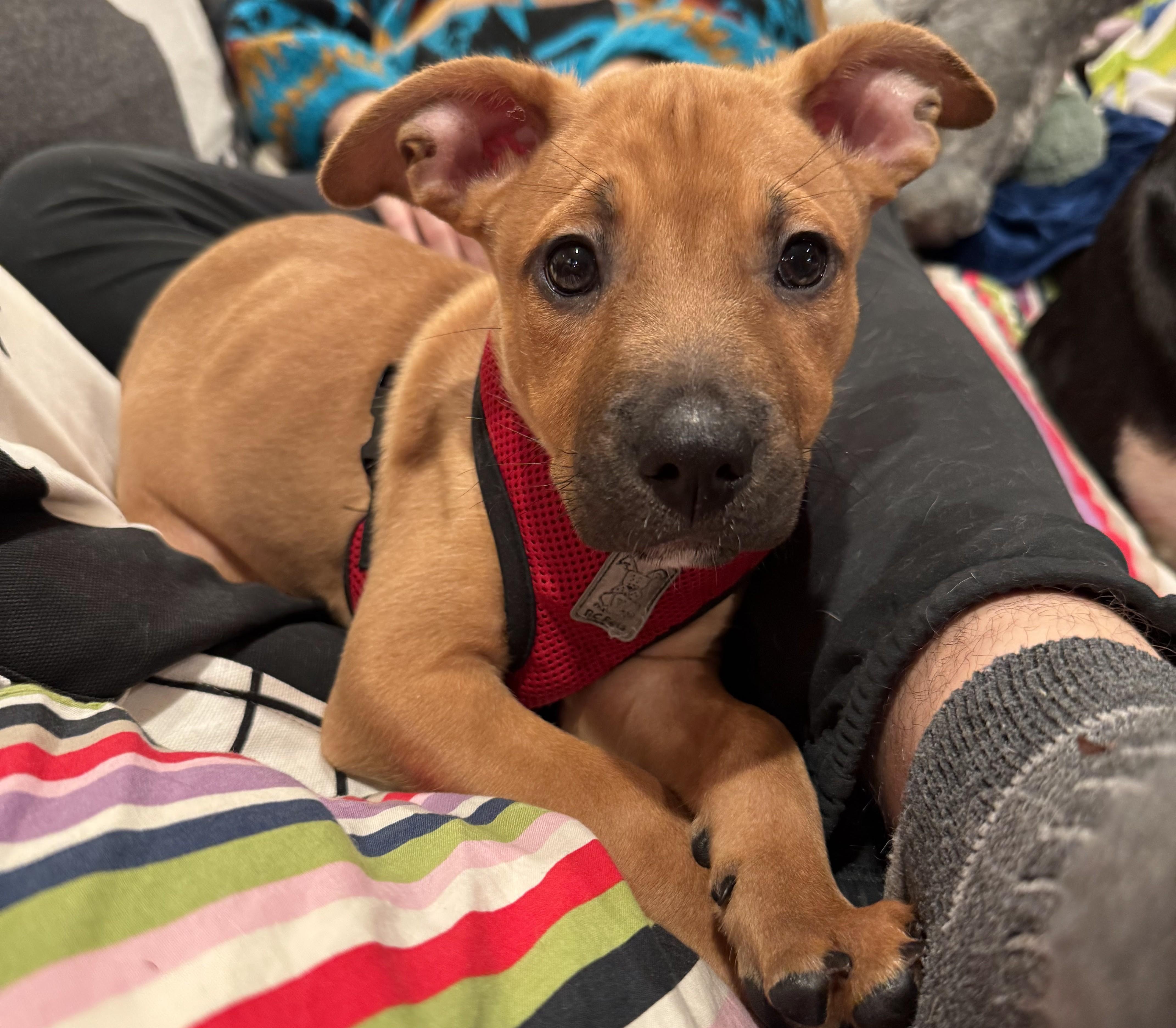 Glitter, a ADOPTABLE mixed breed in Seattle, WA image 3/3