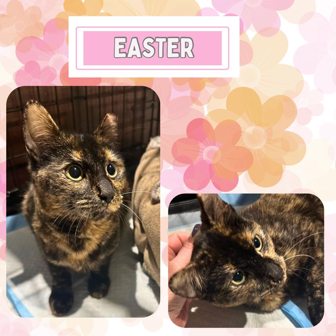 Easter - a purring , chirping , squeaking sweetheart
