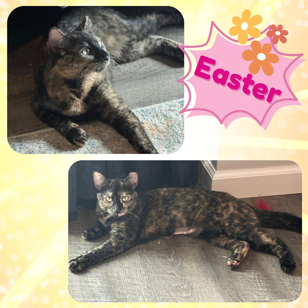 Easter - a purring , chirping , squeaking sweetheart