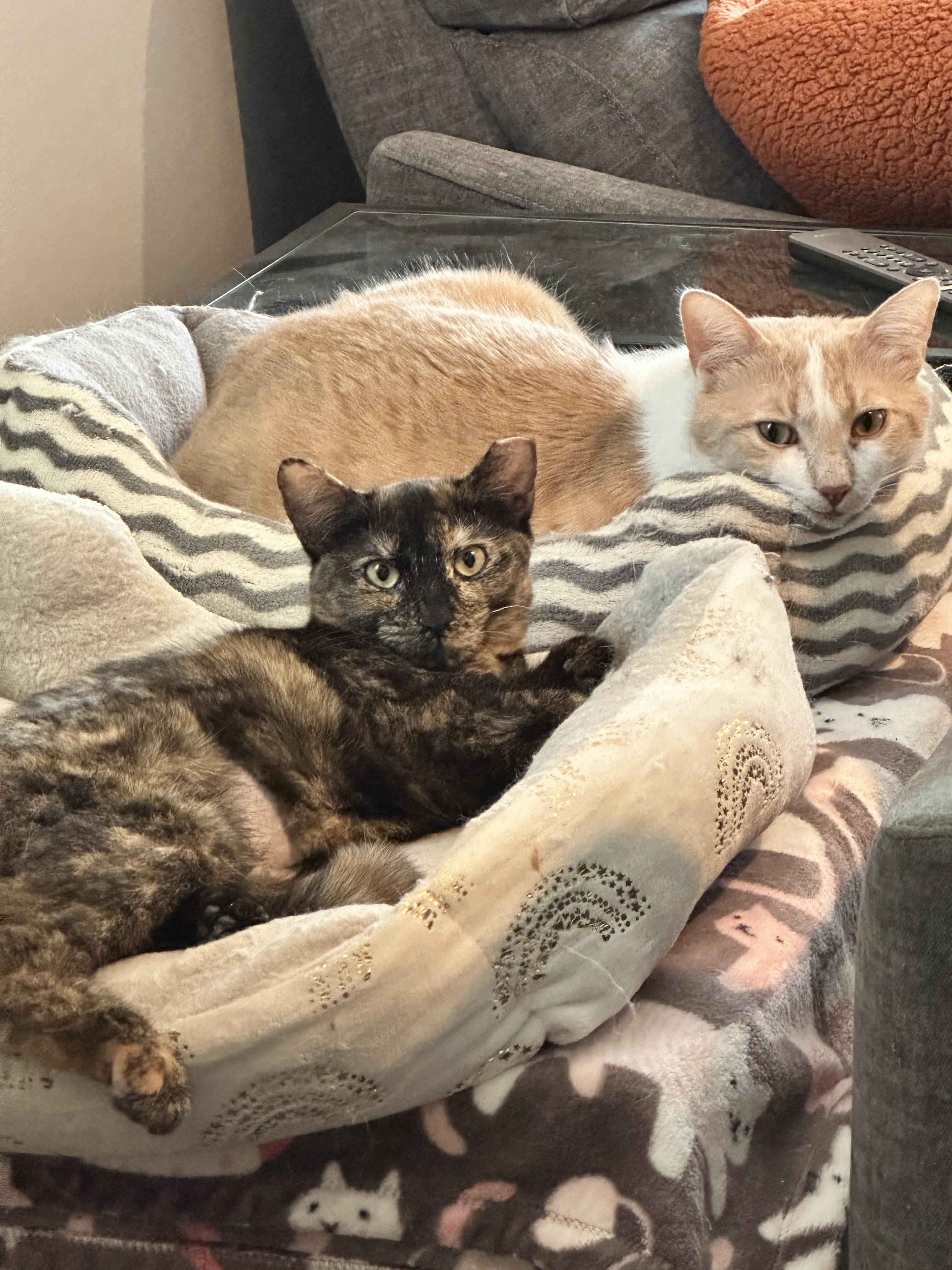 Easter - a purring , chirping , squeaking sweetheart