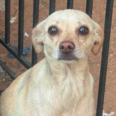 Enlarge Penelope, a Adoptable mixed breed in Odessa, TX image 1/1
