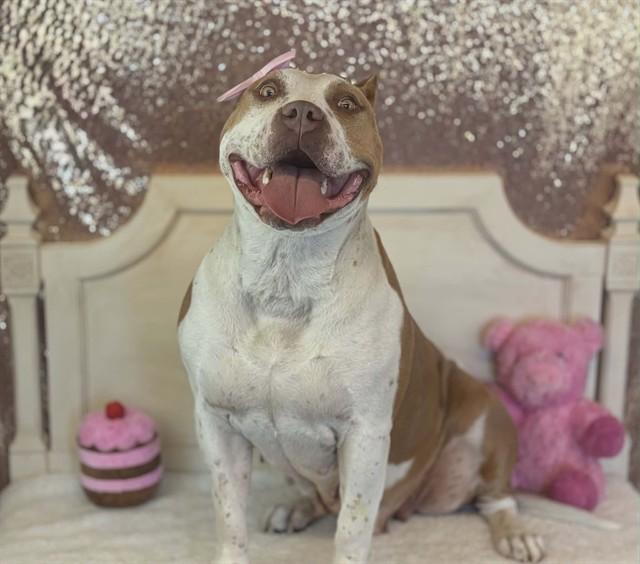 Enlarge NOLA, a Adoptable mixed breed in Fairfield, CA image 1/1