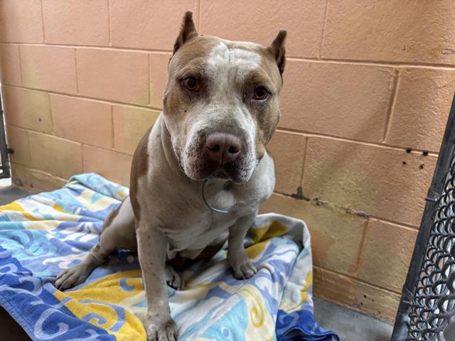 NOLA, Adoptable, Young Female American Bulldog & Pit Bull Terrier.