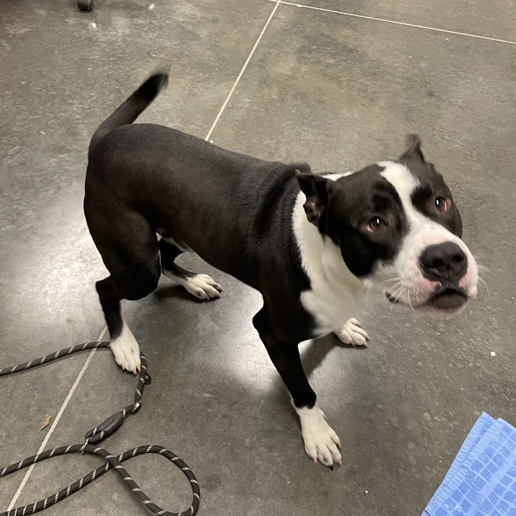 Cowboy, Adoptable, Adult Male Mixed Breed.