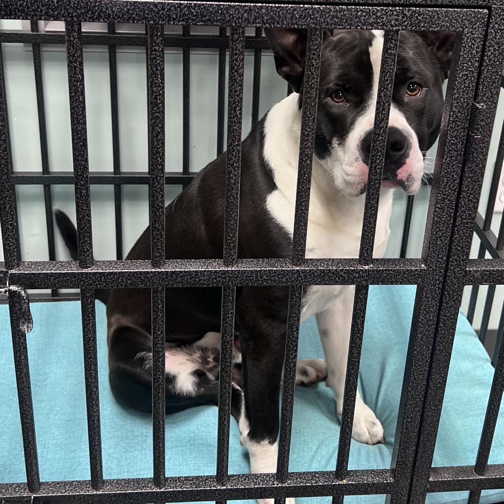 Cowboy, Adoptable, Young Male Mixed Breed.