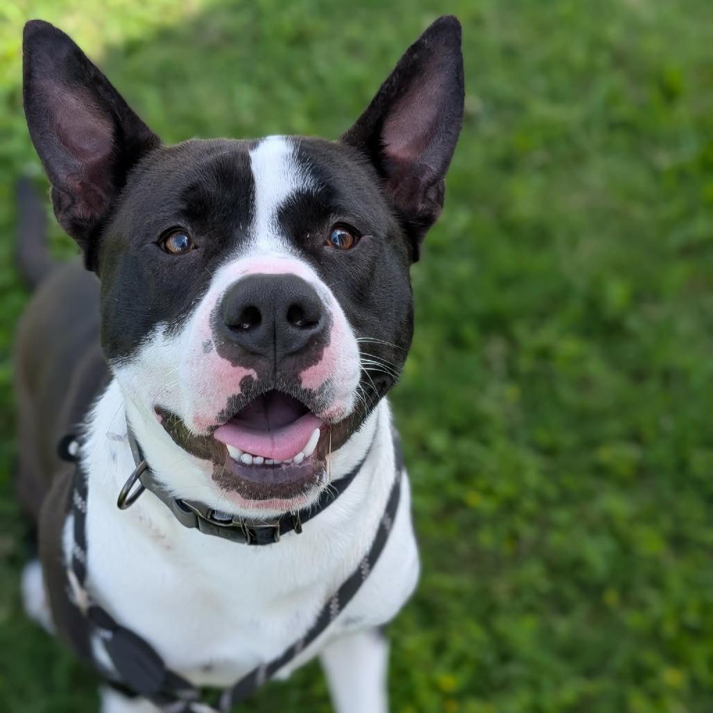 Enlarge Cowboy, a Adoptable Mixed Breed in Dickinson, TX image 2/6