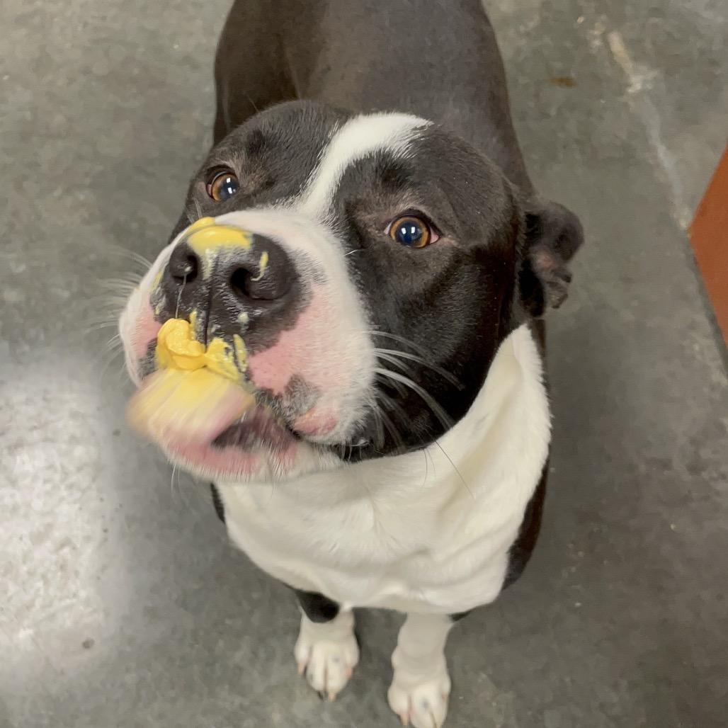 Enlarge Cowboy, a Adoptable Mixed Breed in Dickinson, TX image 2/6