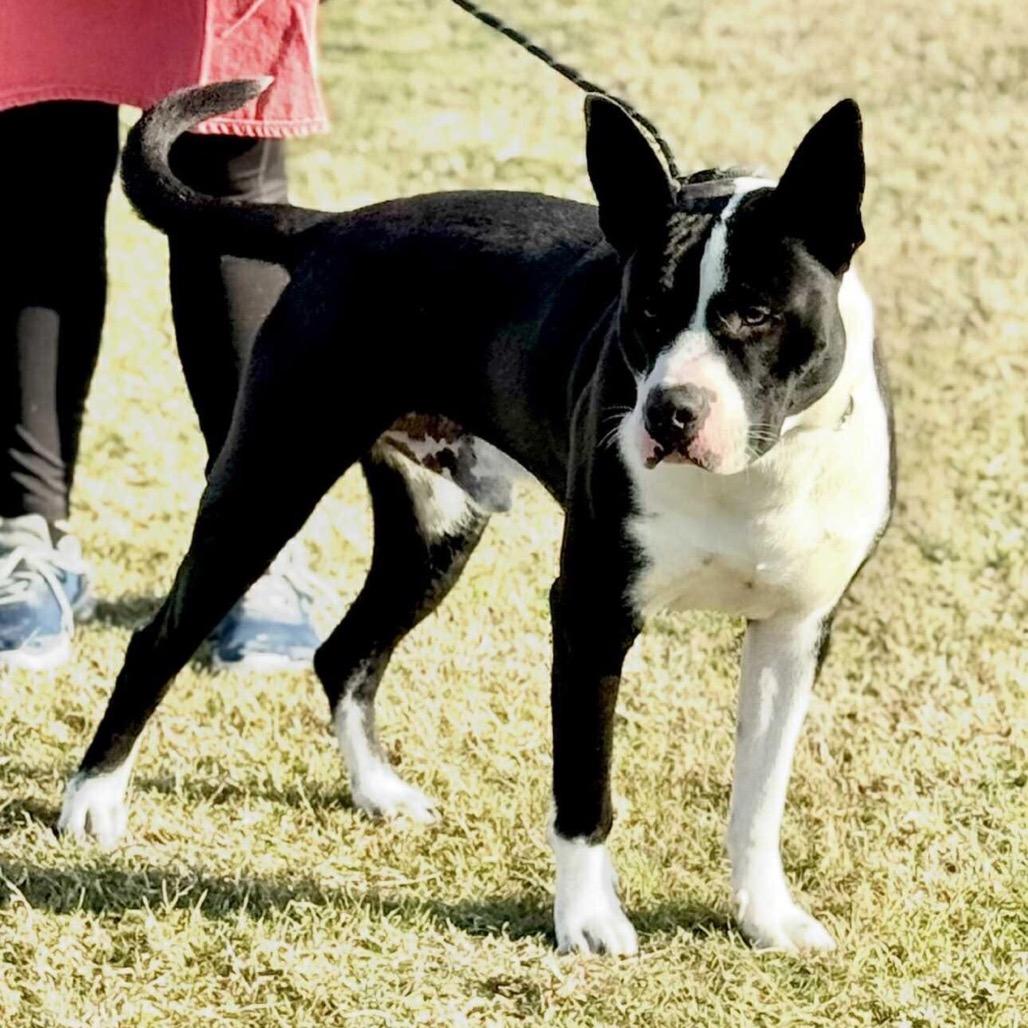 Enlarge Cowboy, a Adoptable Mixed Breed in Dickinson, TX image 4/6