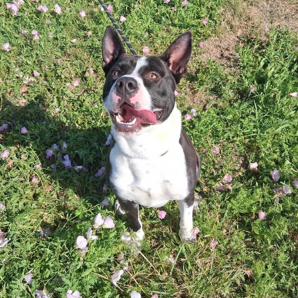 Enlarge Cowboy, a Adoptable Mixed Breed in Dickinson, TX image 5/6