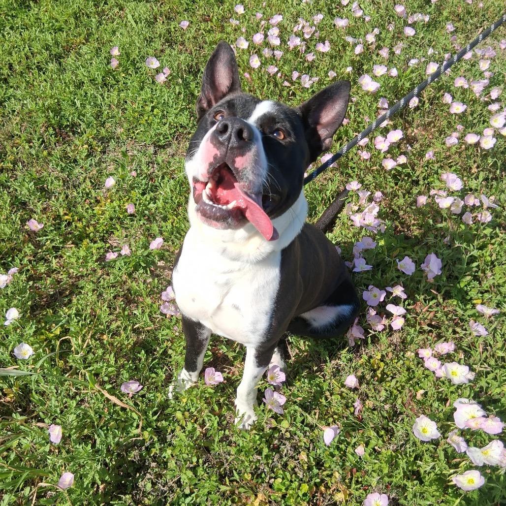 Enlarge Cowboy, a Adoptable Mixed Breed in Dickinson, TX image 5/6