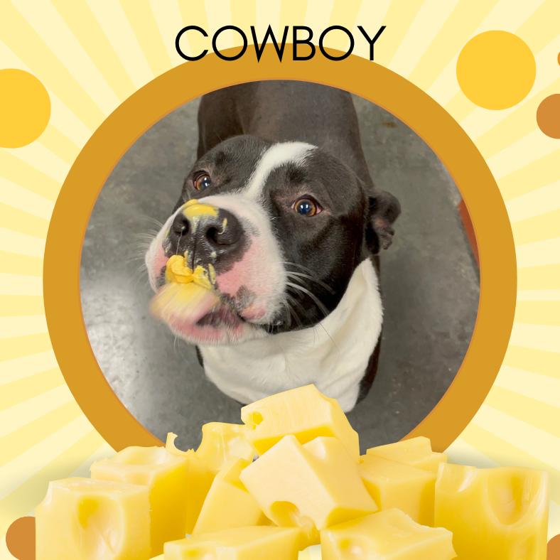 Enlarge Cowboy, a Adoptable Mixed Breed in Dickinson, TX image 6/6
