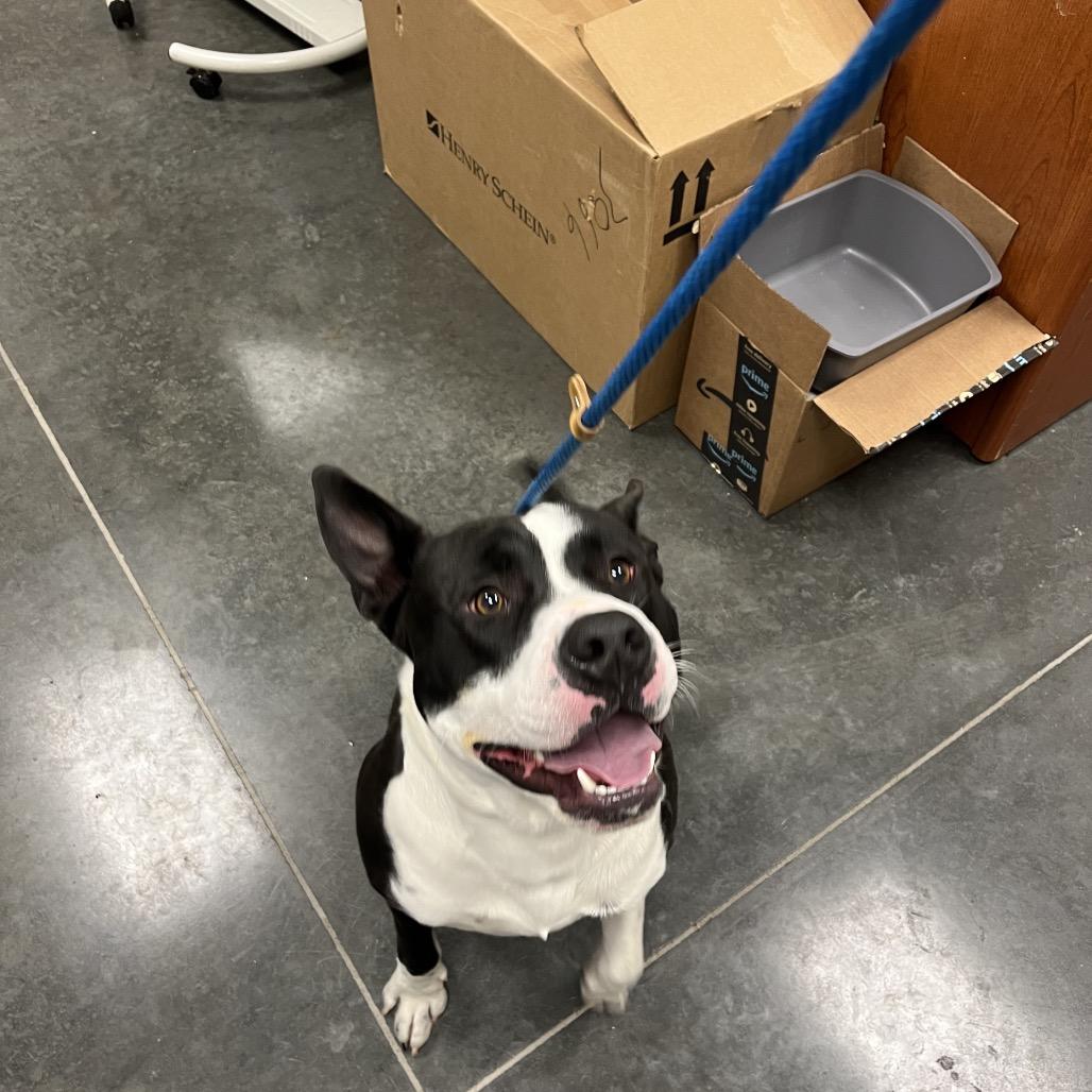 Enlarge Cowboy, a Adoptable Mixed Breed in Dickinson, TX image 5/6