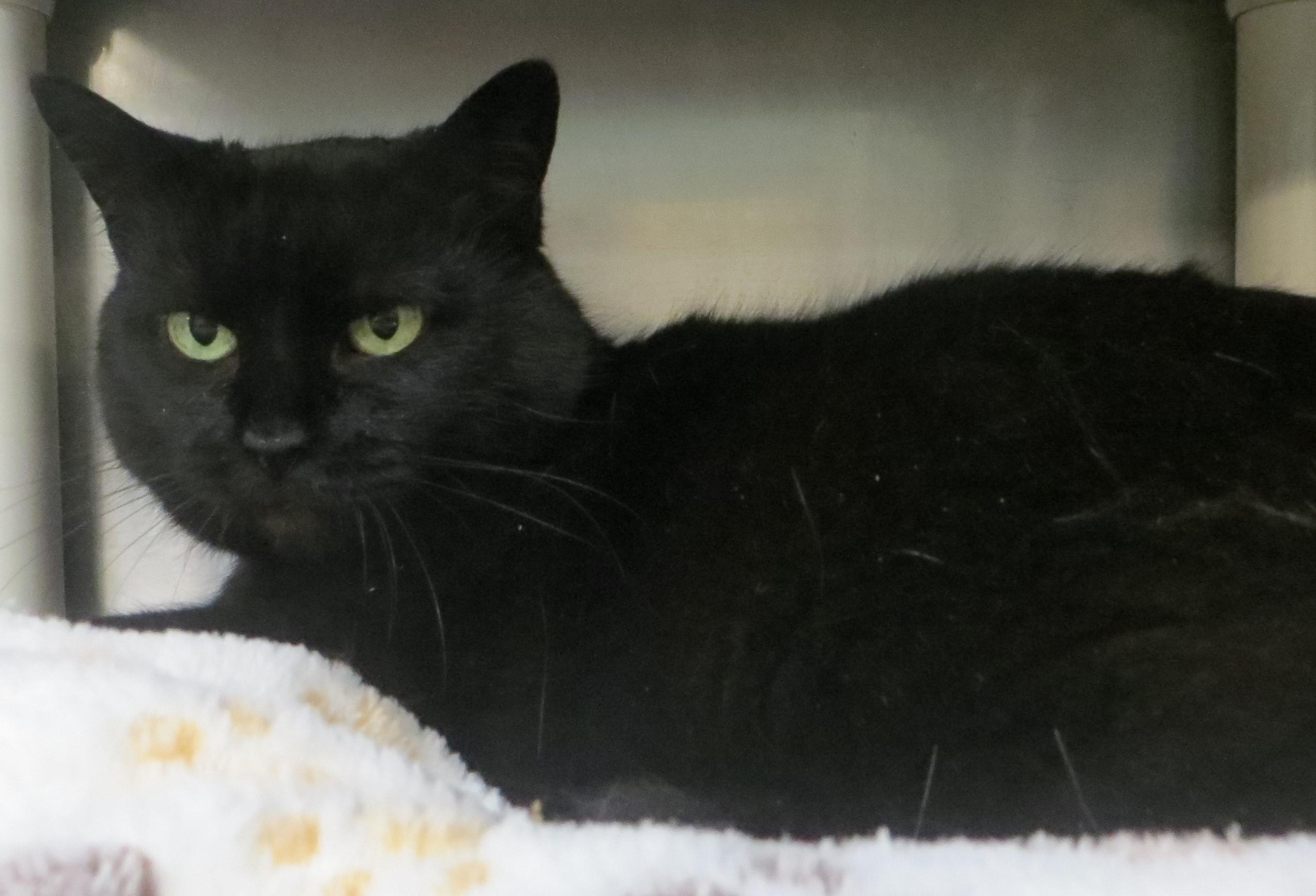 Betsy, ADOPTABLE, Senior Female Domestic Short Hair.