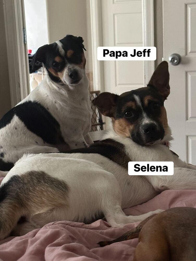 Selena, Adoptable, Young Female Australian Shepherd.