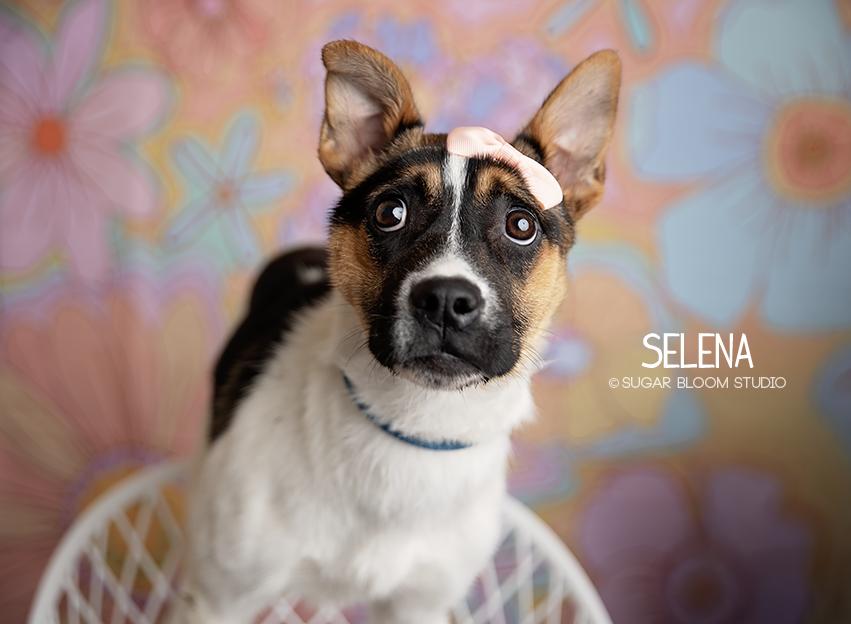 Selena, a Adoptable mixed breed in Littleton, CO image 3/6