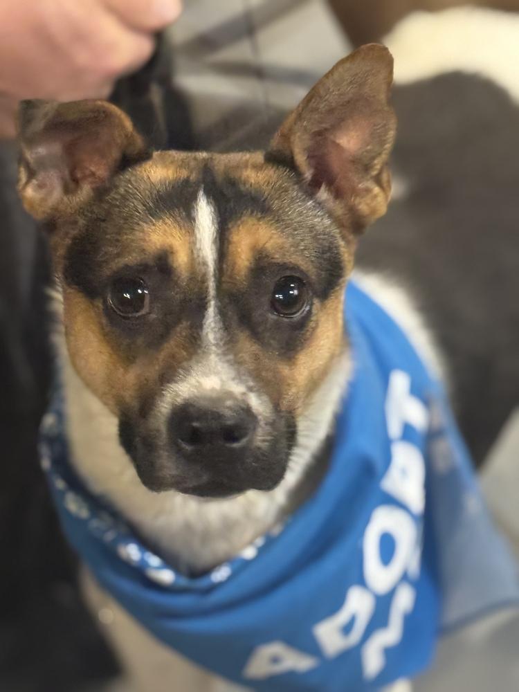 Selena, a Adoptable mixed breed in Littleton, CO image 4/6