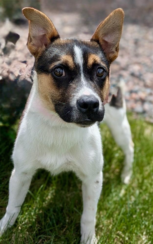 Enlarge Selena, a Adoptable mixed breed in Littleton, CO image 6/6