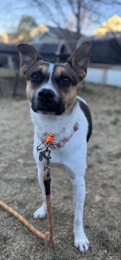 Selena, a Adoptable mixed breed in Littleton, CO image 6/6