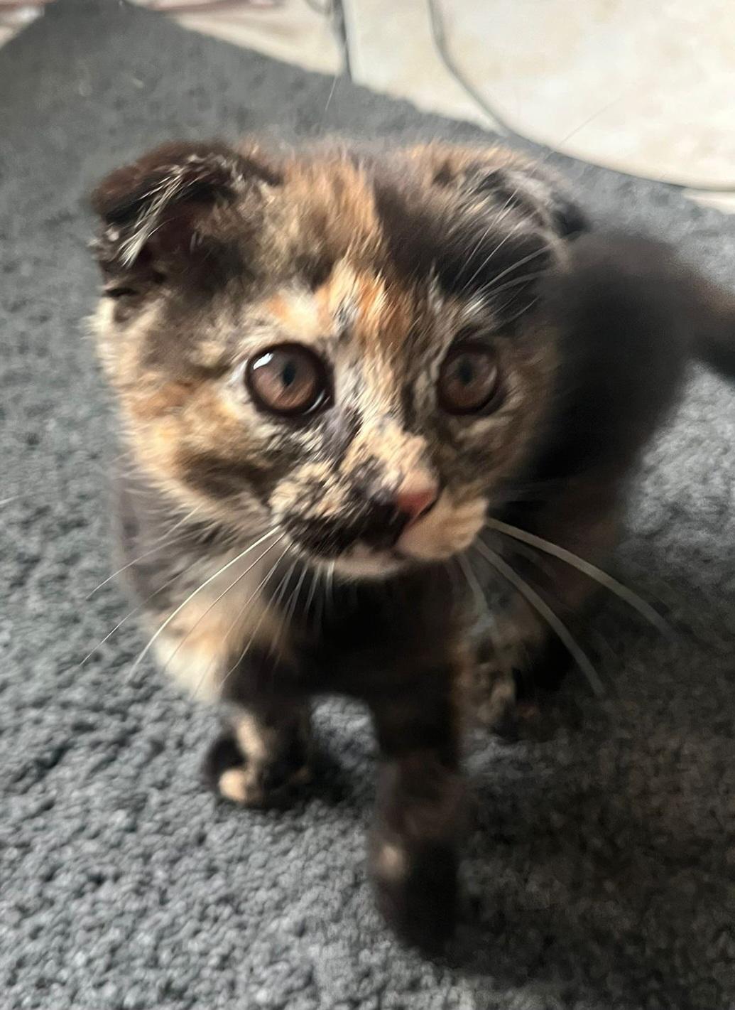 Enlarge Ember, a Adopted Scottish Fold in Snow Hill, MD image 1/1