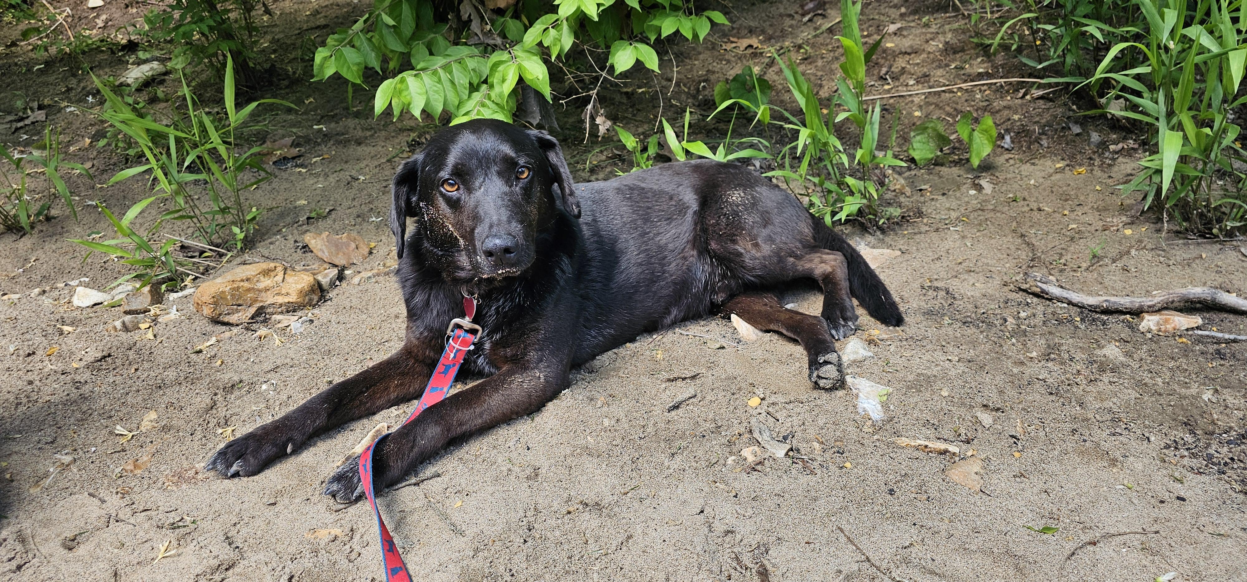 Duke, an adoptable mixed breed in Columbia, MO image 2/5