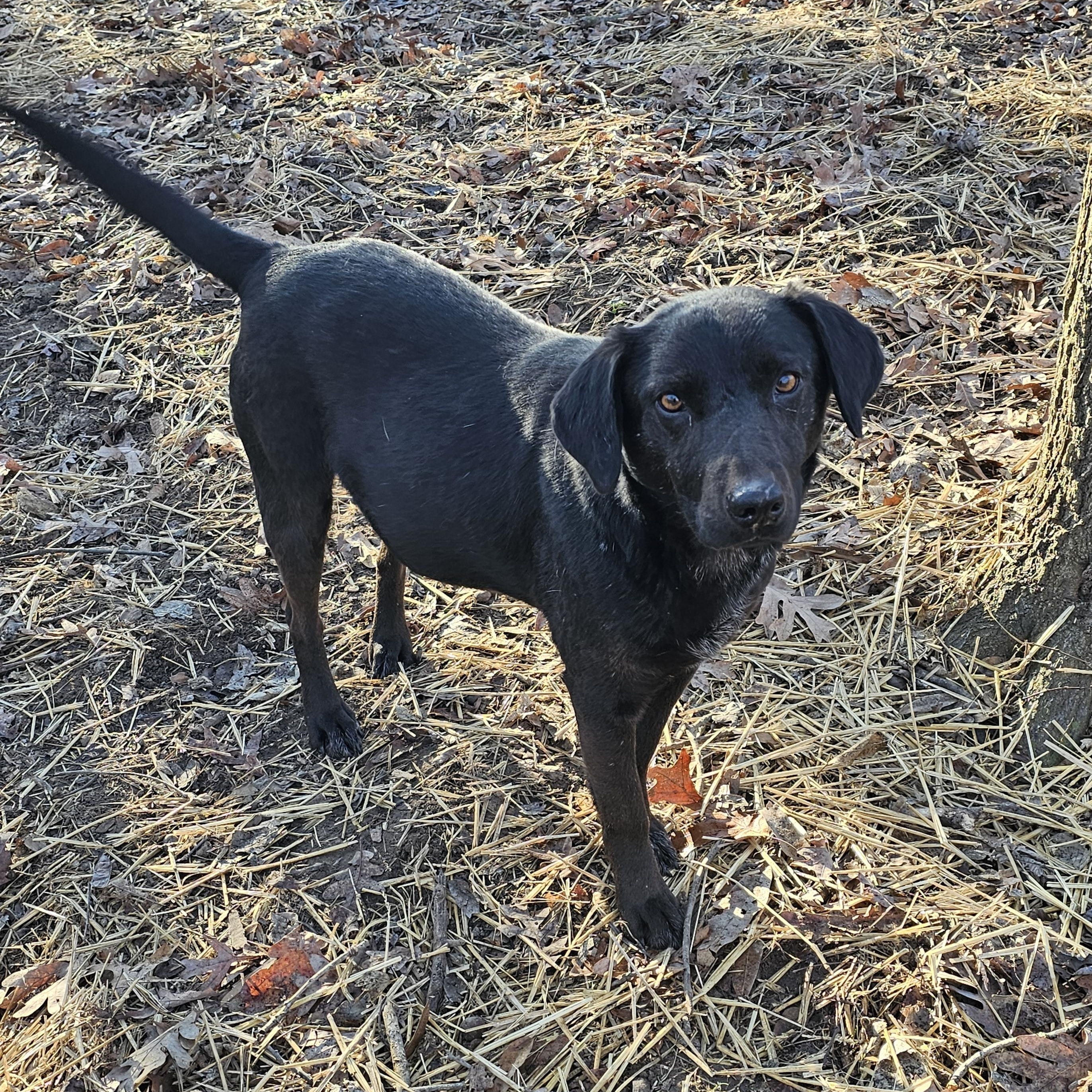 Enlarge Duke, a ADOPTABLE mixed breed in Columbia, MO image 2/3