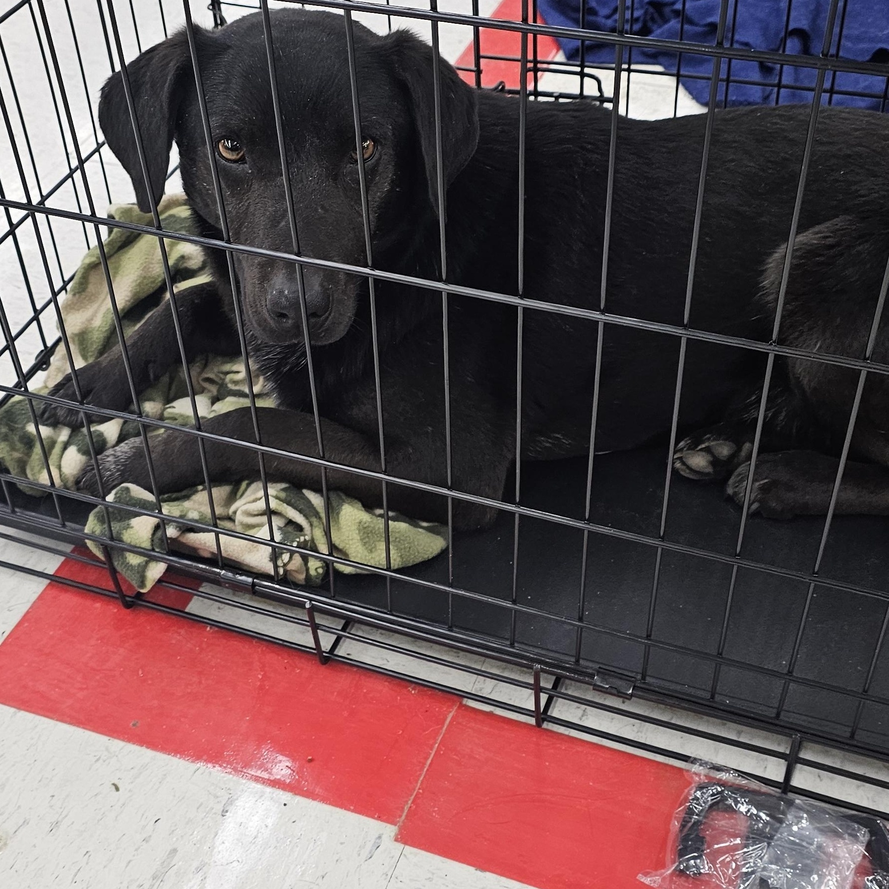 Enlarge Duke, a ADOPTABLE mixed breed in Columbia, MO image 3/3