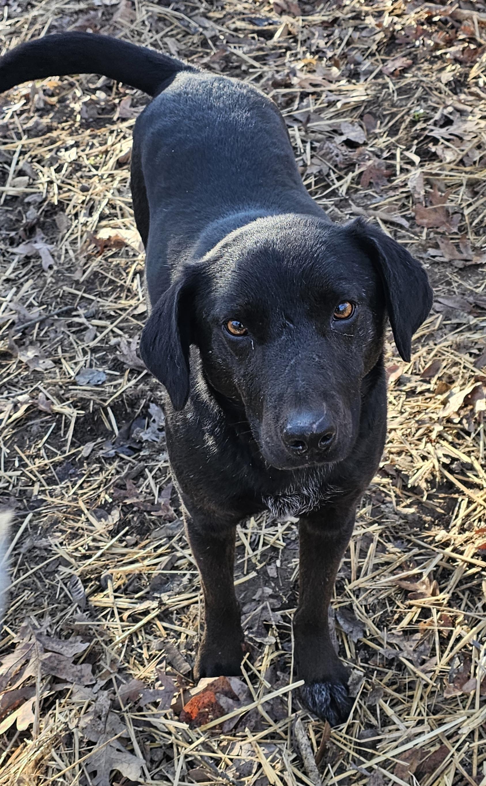 Enlarge Duke, a ADOPTABLE mixed breed in Columbia, MO image 1/3