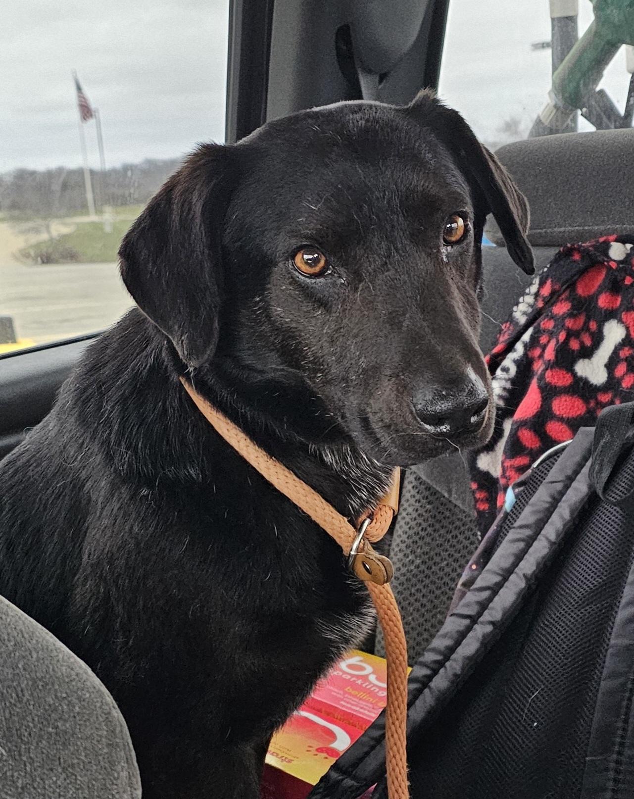 Duke, adoptable, Young Male Black Labrador Retriever.