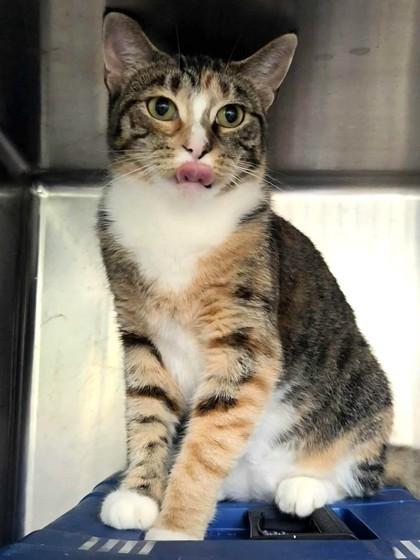 Dory, an adoptable Domestic Short Hair in Appleton, WI, 54914 | Photo Image 3