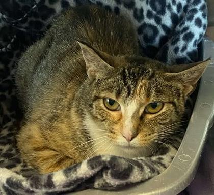 Dory, an adoptable Domestic Short Hair in Appleton, WI, 54914 | Photo Image 2