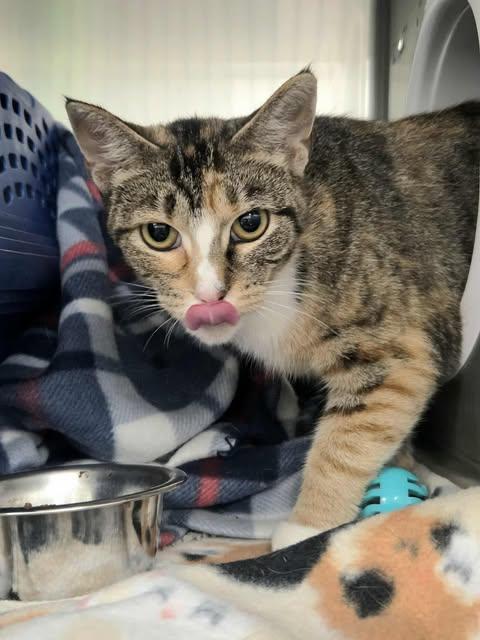 Dory, an adoptable Domestic Short Hair in Appleton, WI, 54914 | Photo Image 6