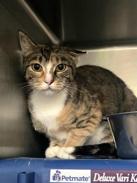 Dory, an adoptable Domestic Short Hair in Appleton, WI, 54914 | Photo Image 4