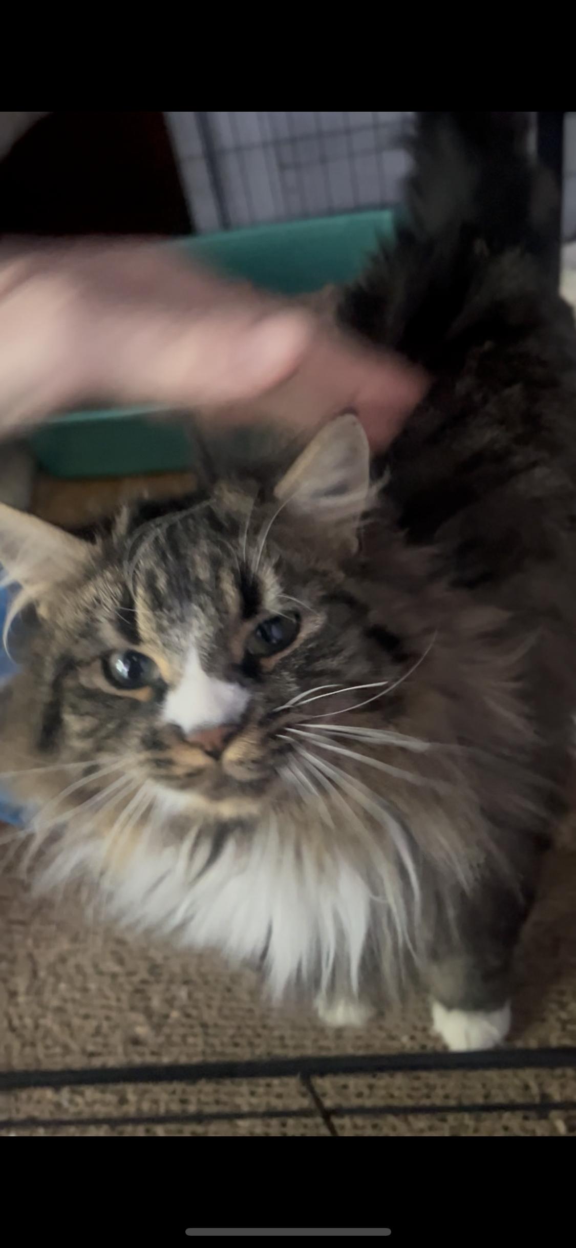 Enlarge Victoria, a ADOPTABLE Maine Coon in Newark valley, NY image 1/5