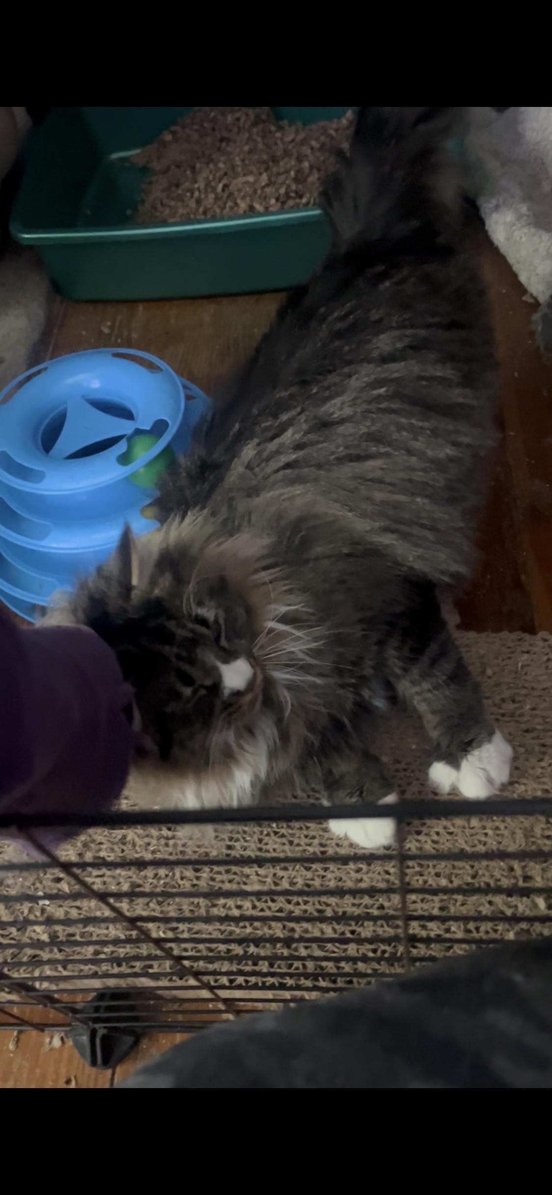 Enlarge Victoria, a ADOPTABLE Maine Coon in Newark valley, NY image 3/5