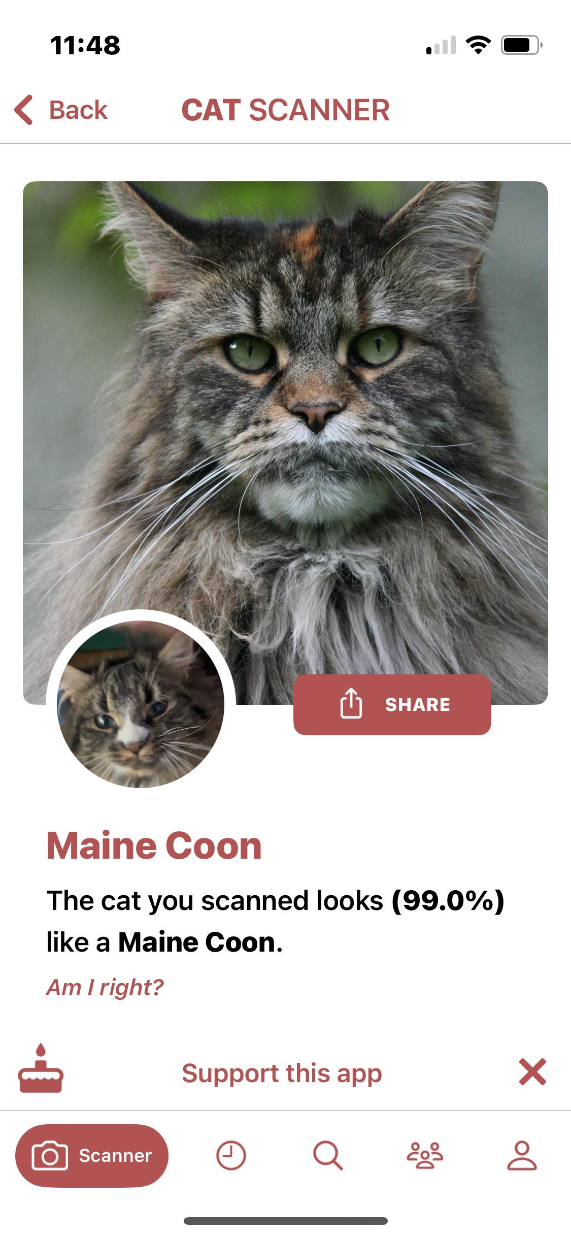 Enlarge Victoria, a ADOPTABLE Maine Coon in Newark valley, NY image 4/5