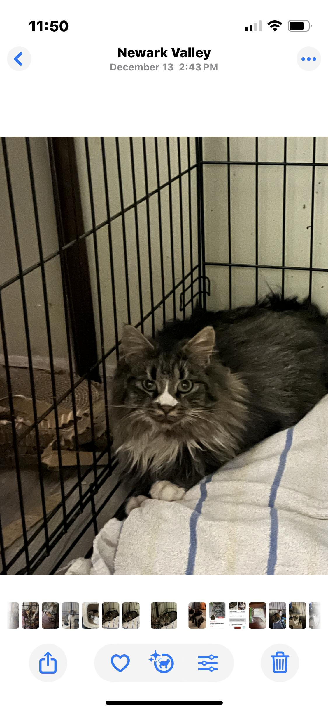 Enlarge Victoria, a ADOPTABLE Maine Coon in Newark valley, NY image 5/5