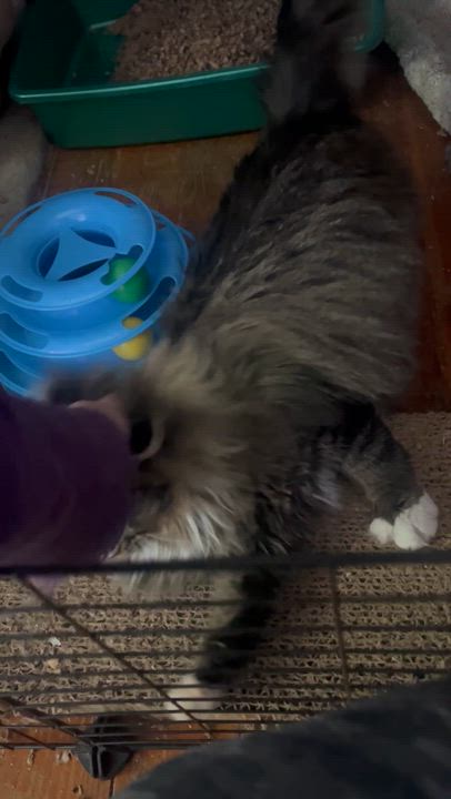 Enlarge Victoria, a ADOPTABLE Maine Coon in Newark valley, NY video 2/5