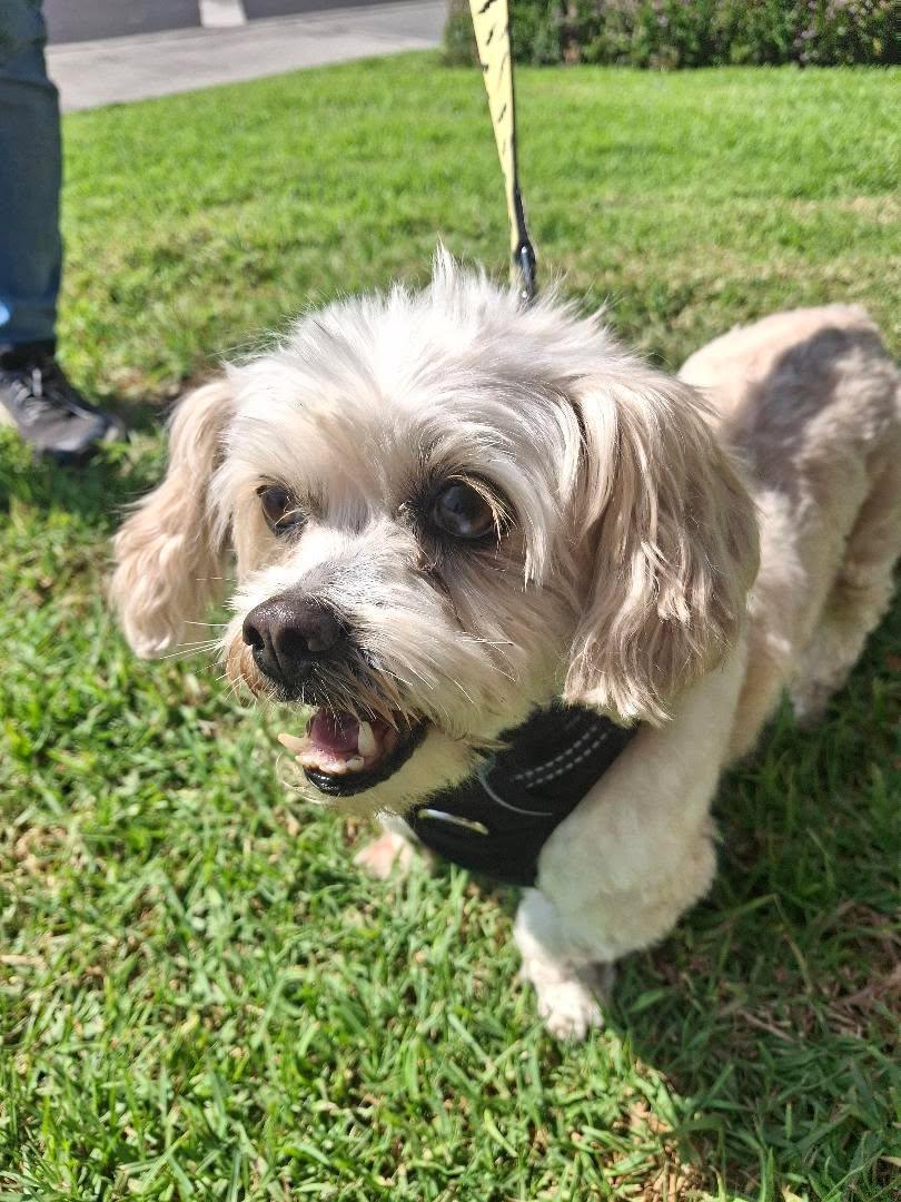 Toodles, adopted, Senior Female Shih Tzu & Dachshund.