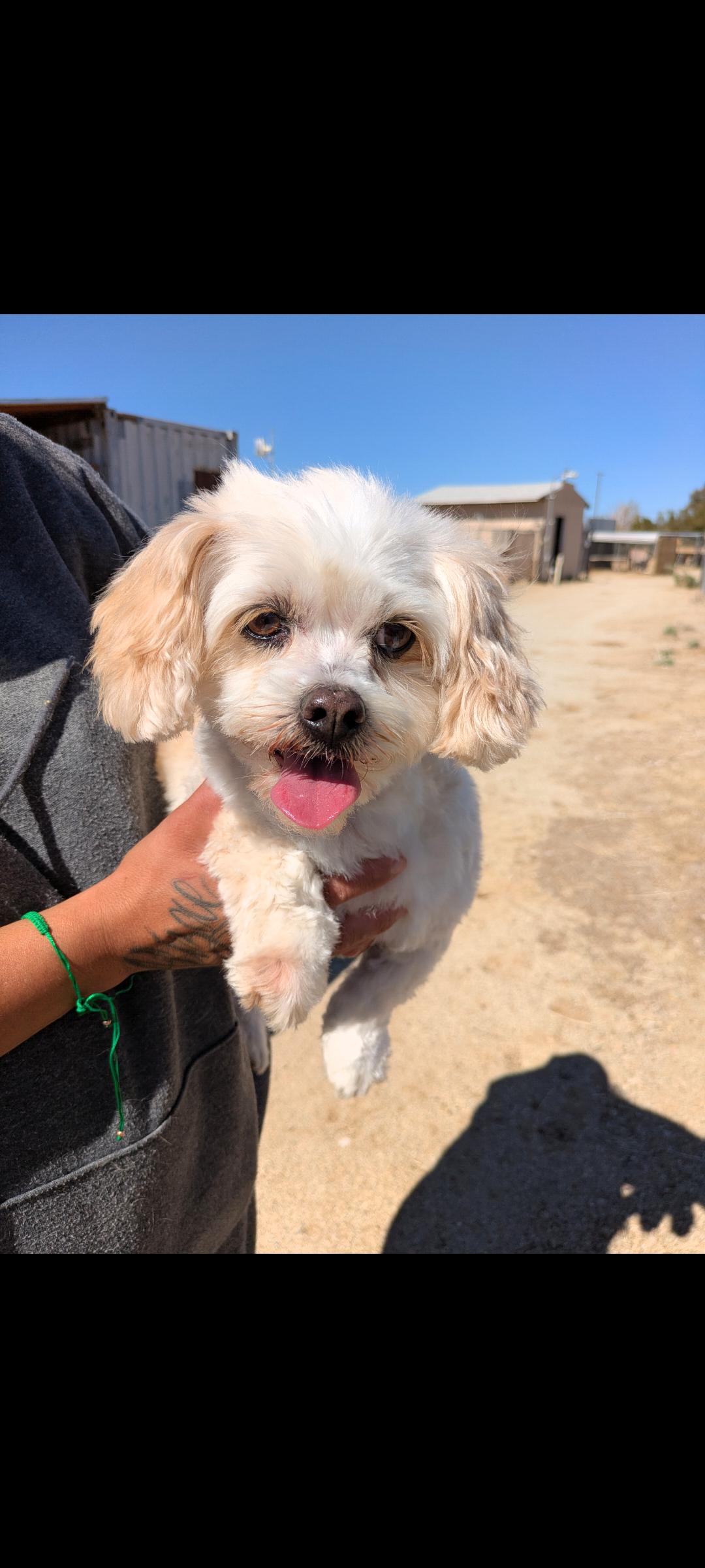 Enlarge Toodles, an adopted mixed breed in Mojave, CA image 3/5
