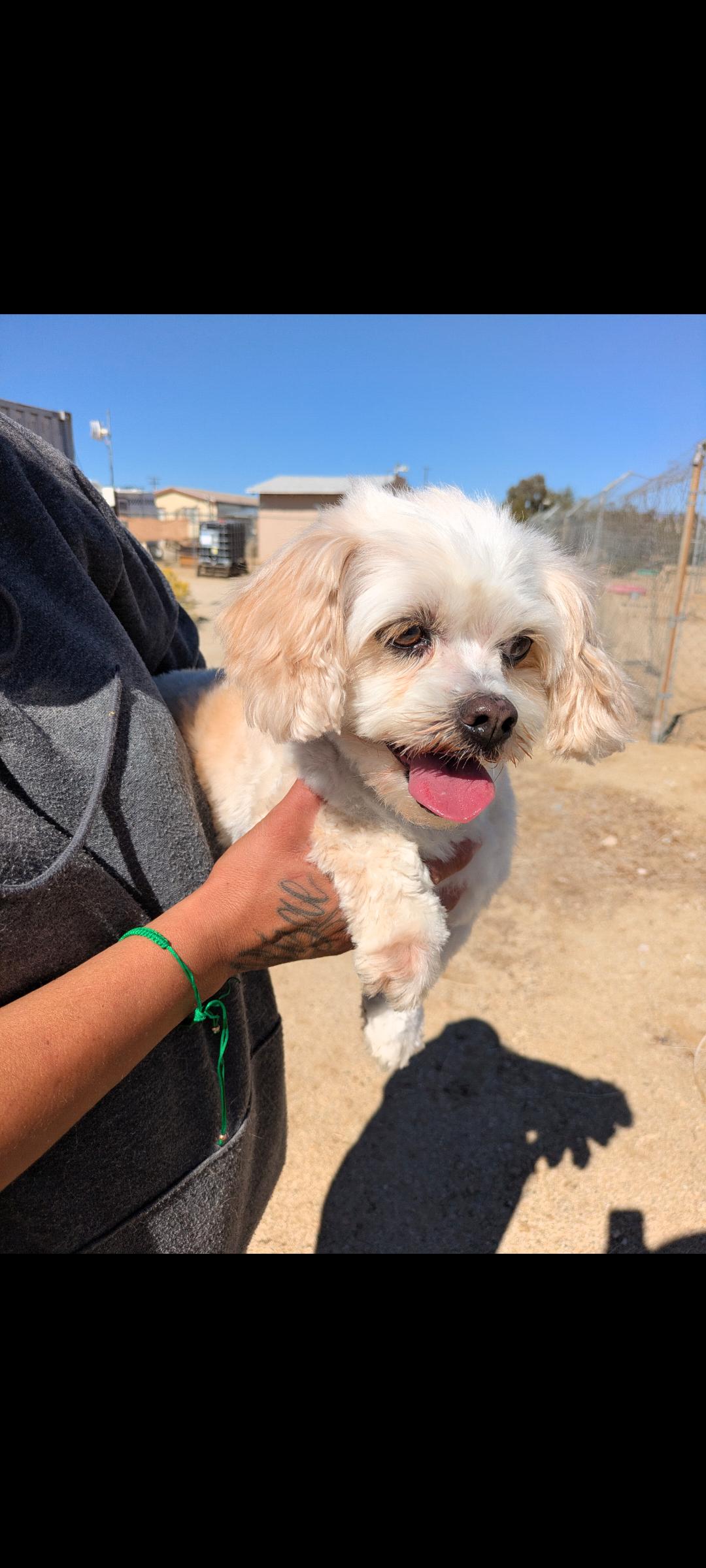 Enlarge Toodles, an adopted mixed breed in Mojave, CA image 5/5