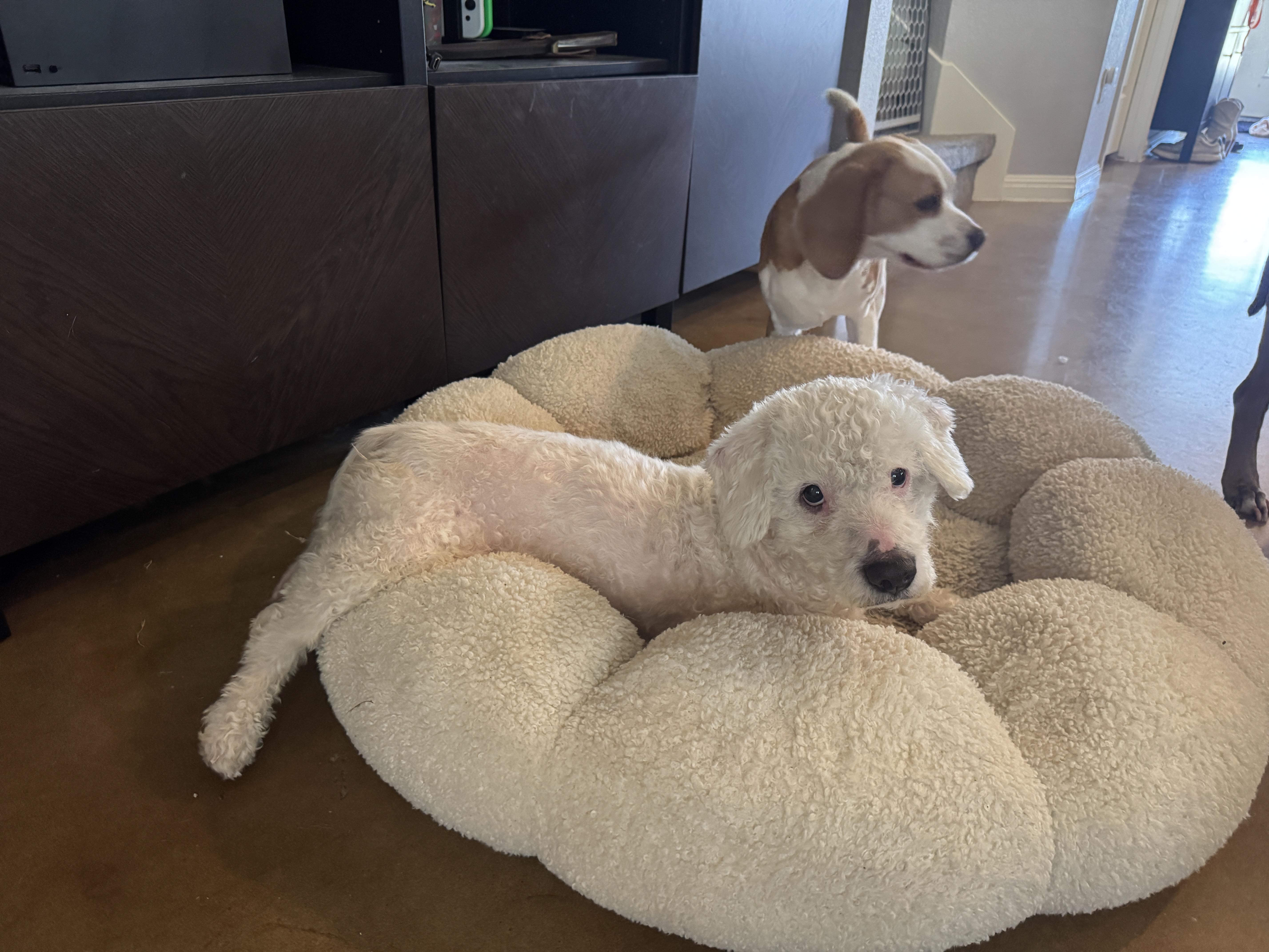 Enlarge Cole, a Adoptable Miniature Poodle in Austin, TX image 3/5