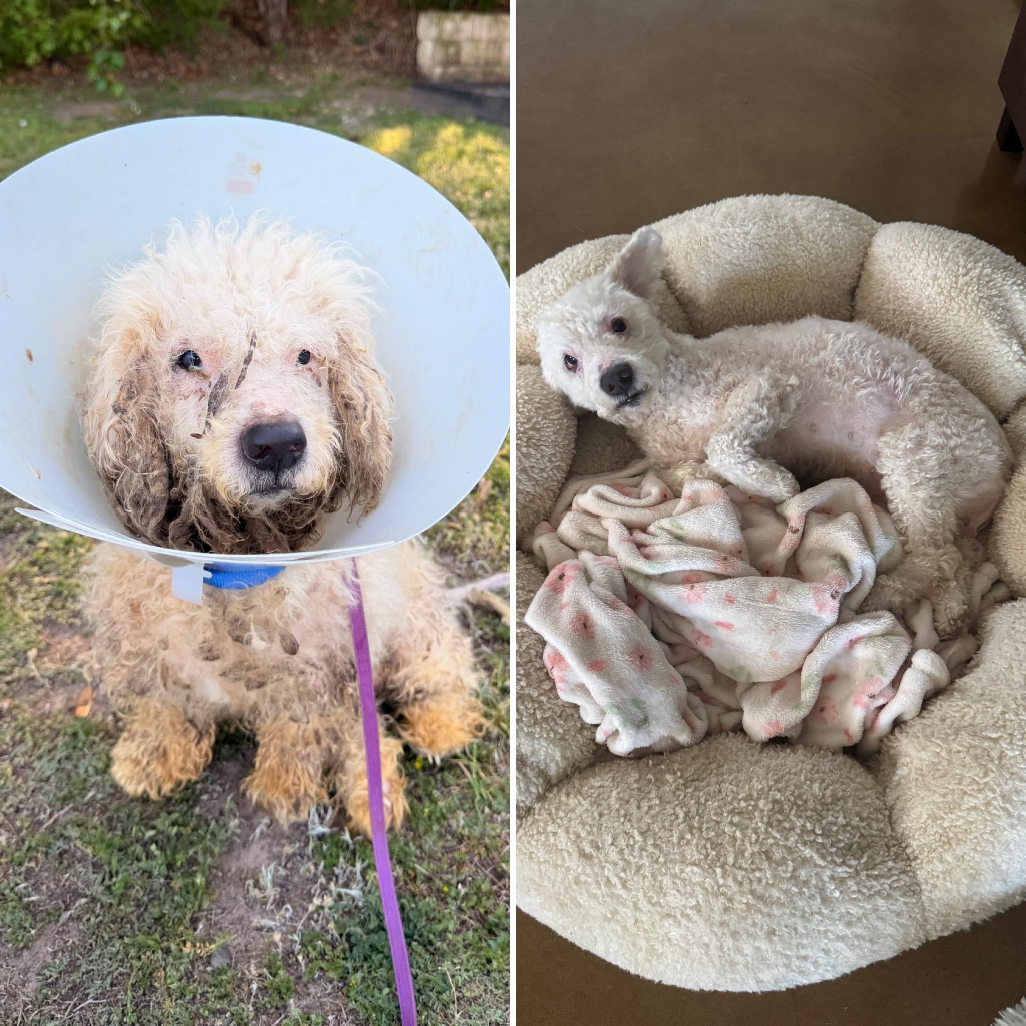 Enlarge Cole, a Adoptable Miniature Poodle in Austin, TX image 2/5