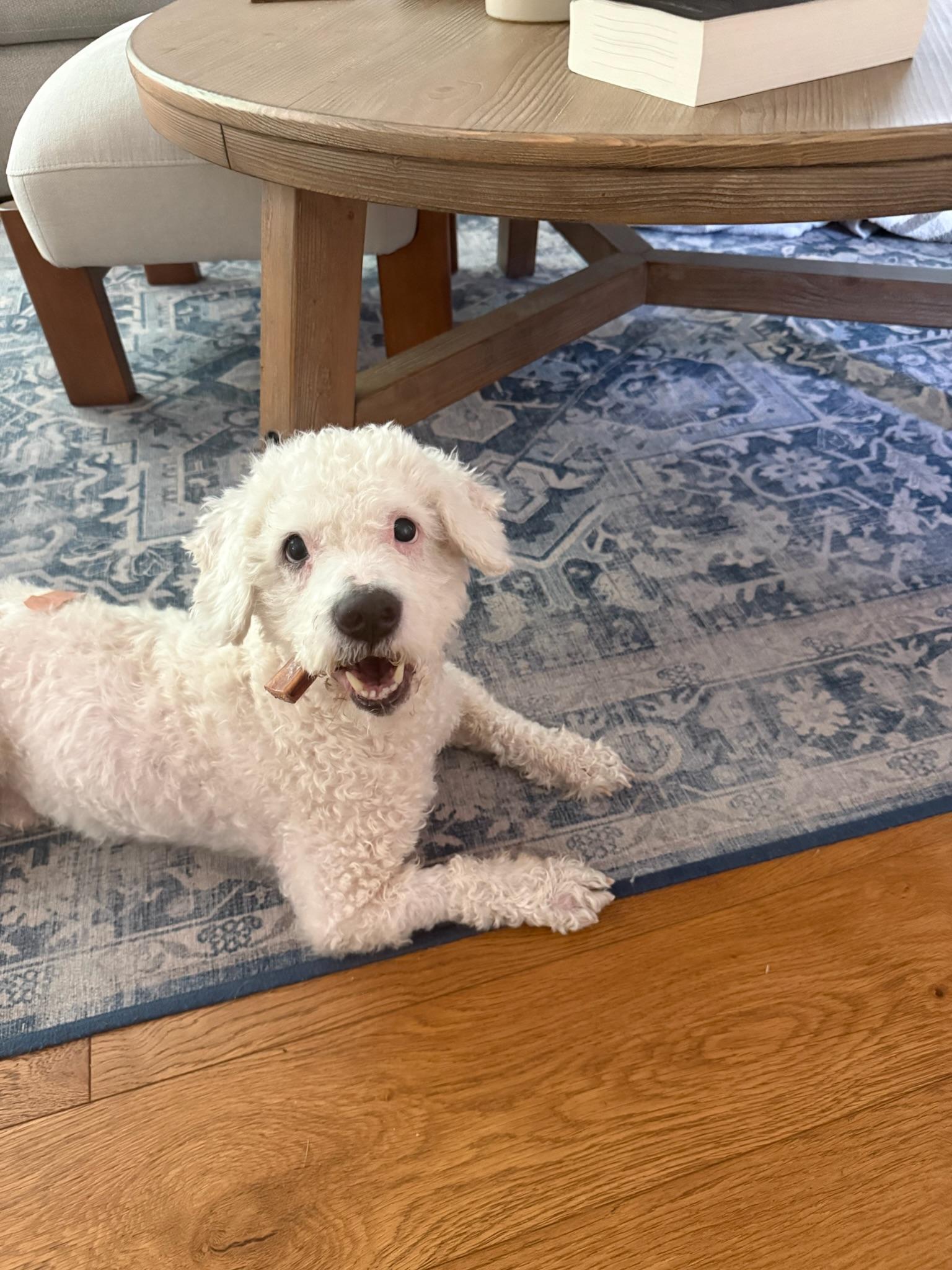 Cole, a Adoptable Miniature Poodle in Austin, TX image 2/6