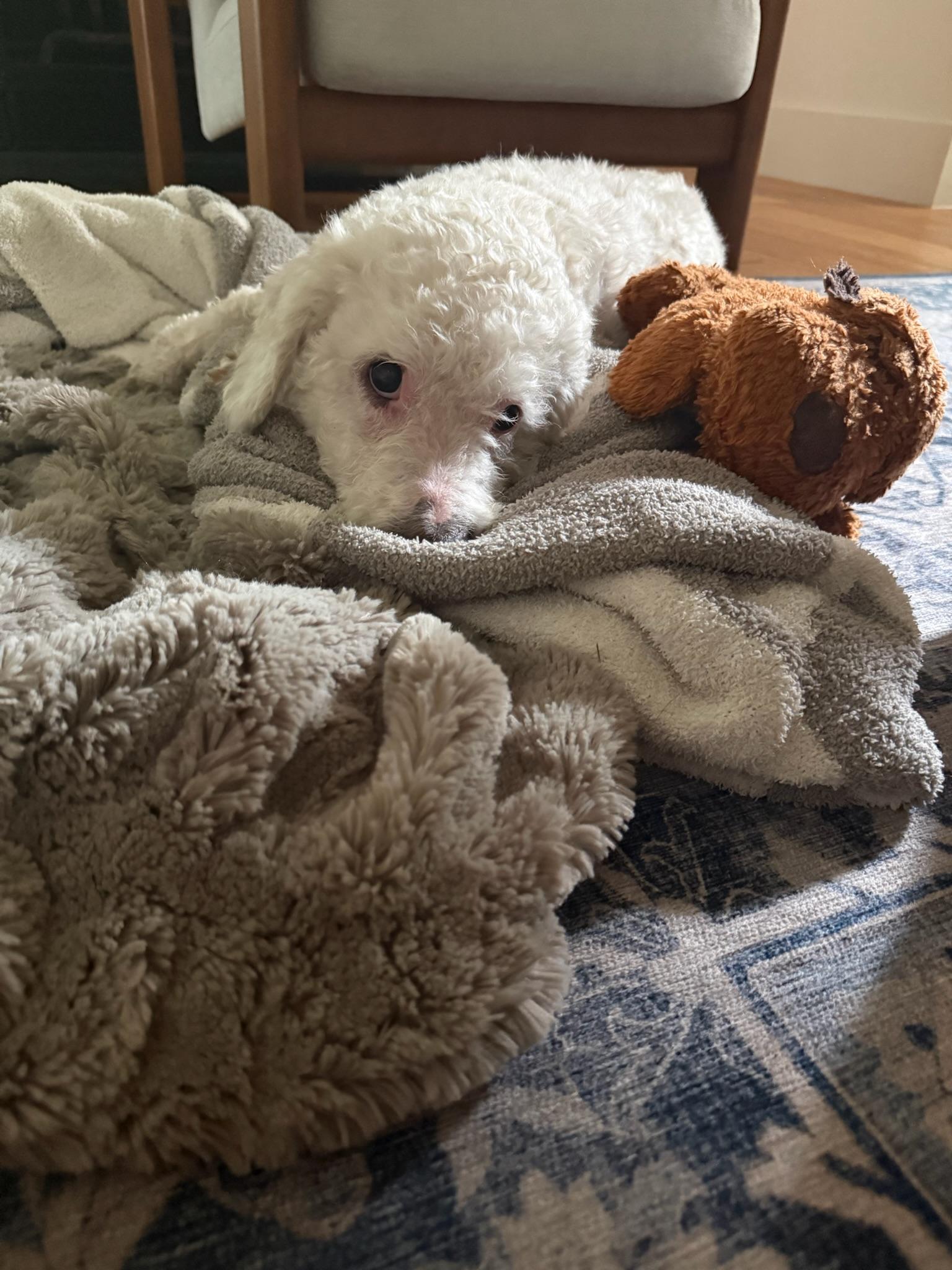 Cole, a Adoptable Miniature Poodle in Austin, TX image 5/6
