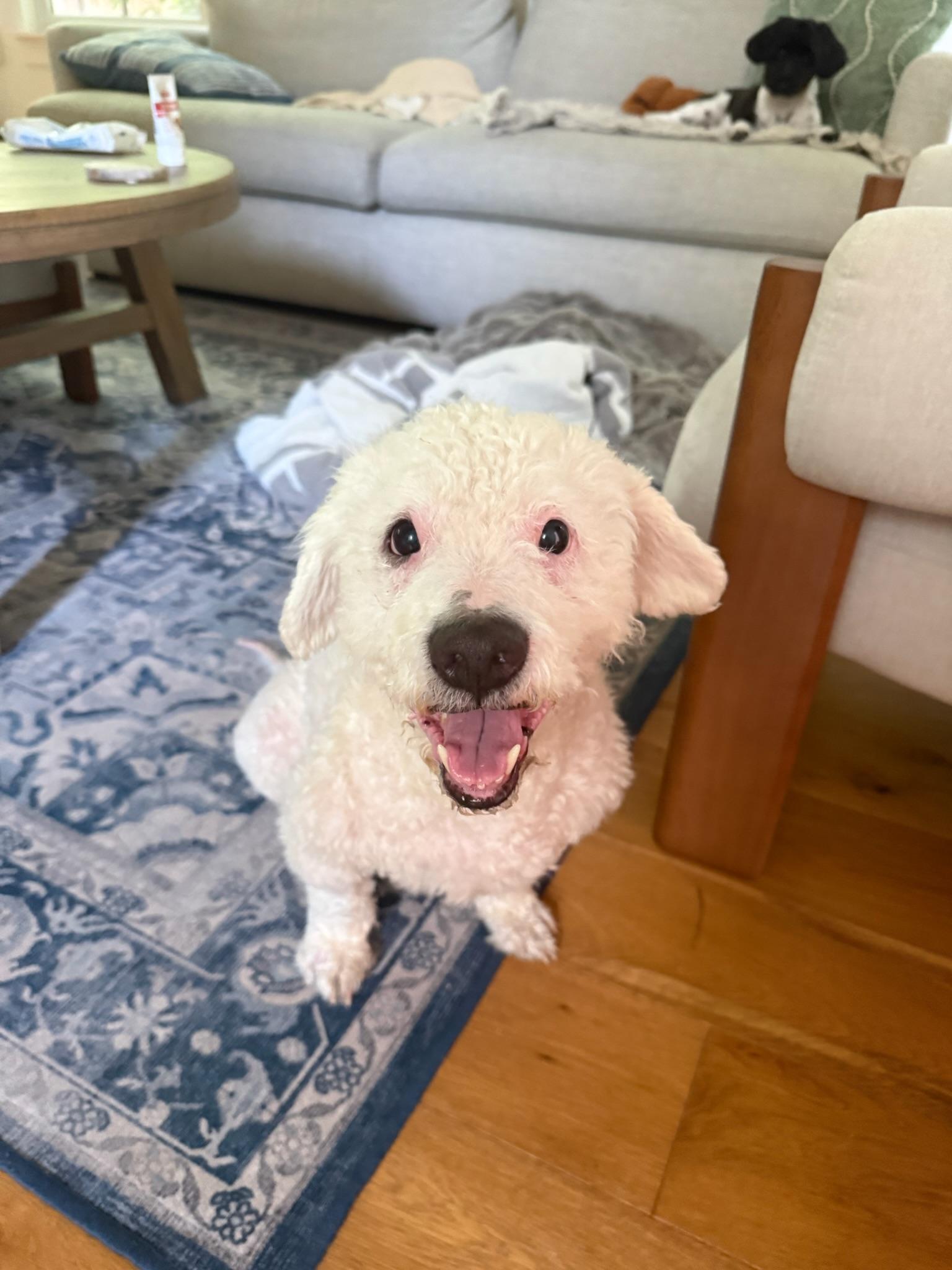 Cole, Adoptable, Senior Male Miniature Poodle.